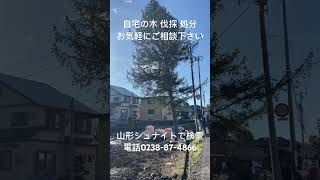 山形県 自宅の木 太くて切れない 処分まで #shorts