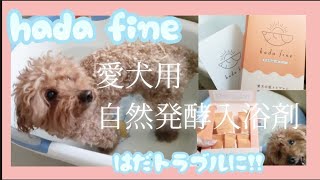 【the first BathAdditive】luxury🐶🛁#hadafine #dog #bathadditive #pr