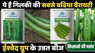 गिलकी की खेती,नेनुआ की खेती(घीया),Gilki ki kheti,nenua ki kheti,sponge gourd farming,gilke sheti