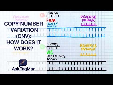 How is gene copy number determined?