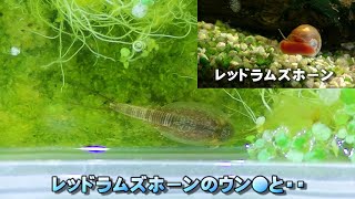 学研かぶとえび#37 丈夫なカブトエビちゃん・・新たな飼育法として確立可能か・・。