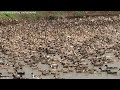 5000 Ducks Controlled by One Man | Duck Farming in India