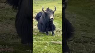 Bravery in the Highlands: Mighty Yak’s Legendary Fights          #yakfight #angry #animalworld #top