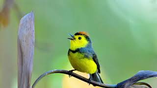 Bird Singing Ringtone
