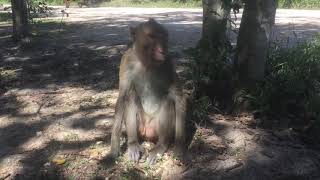 សត្វស្វាភ្នំតាម៉ៅវគ្គ5 Monkey Mountain Tama, Episode 5