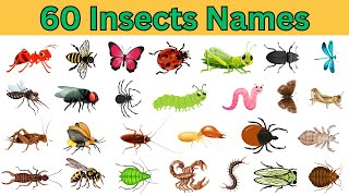 Explore 60 Bug and Insect Names in English | Insects names with pictures| English sentences #insects