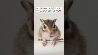 2025.Happy new year フル動画も作成中　#chipmunk