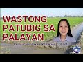 TAMANG PATUBIG SA PALAYAN