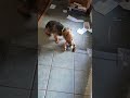 yorkie refuses to drop his stuffed friend yorkie