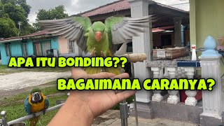 CARA BONDING ANTARA BURUNG DENGAN OWNER FREE FLY PARROT TRAINING