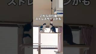 【猫のストレス発散法8】SOSサイン見逃さないで #shorts