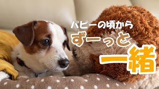 愛犬の大事なぬいぐるみがボロボロに・・・