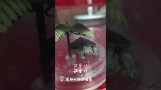 巴西龜🐢萌寶寶［黑皮的日常］