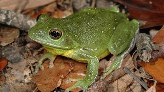 BARKING TREE FROG  #Hyla gratiosa