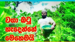 එල බටු  හැදෙන්නේ මෙහෙමයි