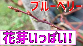 【芽がいっぱい！】花芽がたわわに枝に実った、12月のブルーベリーの様子