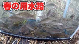 [ガサガサ]春の用水路は大量だった！