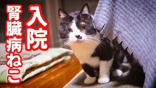 腎臓病のねこの様子がおかしいので病院に行ったら即入院になりました