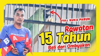 Rawatan Cucak Ijo dari Ombyokan Cucak Ijo Tua cucak ijo bahan cucak ijo pasar pramuka HoBi ID