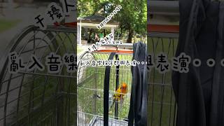 金太陽鸚鵡多多去大安森林公園｜芒果小雞去哪裡玩｜寵物鳥｜寵物動物