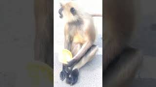 Pet Monkey !! বুনো হনুমান এখন লোকালয়ে #shorts