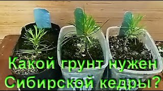 Какой грунт нужен для сибирской кедры? Пересадка. What soil is needed for Siberian cedar? Transfer.