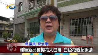 20210305 民議新聞 種植新品種櫻花大白櫻 白色花瓣超吸睛(縣議員 陳淑惠)