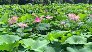 花はす公園