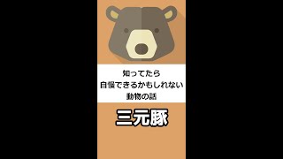 知ってたら自慢できるかもしれない動物の話　三元豚ってなんですか？　#Shorts