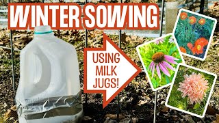 Winter Sowing 101: Start Seeds Early in Milk Jugs \u0026 Ziploc Bags!