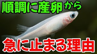 【産卵しない原因・理由】メダカの産卵しなくなったという方へ【夏本番前に】