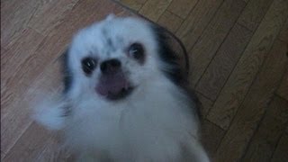 チワワ よい子でお留守番　Sitting Chihuahua