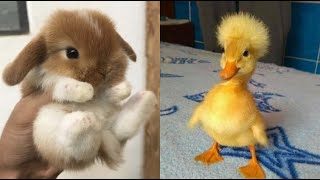 Cute Baby Animals s Compilation | Funny and Cute Moment of the Animals #19 - Cut