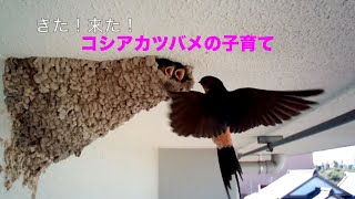 ツバメが来た３　子育ての様子を編集しました。