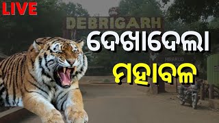 LIVE | Tiger Spotted | ଜଙ୍ଗଲରେ ମହାବଳ ବାଘର ସନ୍ଧାନ | Debrigarh | Sambalpur | Odia News