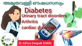 #guduchi plant#Diebetes#Arthritis#gout#kottakkal amrithamehari choornam#cure diabetes Dr Athira