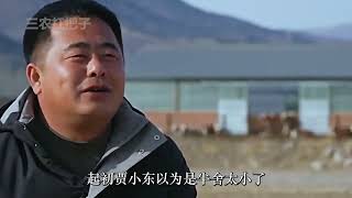 退伍军人返乡养牛，通过一系列养殖妙招，年销售额高达9000多万元