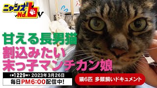 《第1229回》甘える長男猫 割込みたい末っ子マンチカン娘