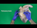 Anatomy of the Bovine Heart, Valves of the Heart