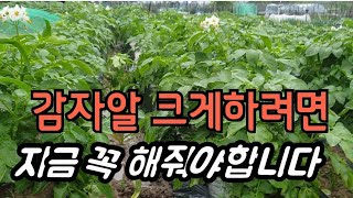 39.텃밭일기] 비 오는날 감자밭에 갔어요