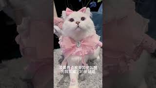 英国佬不爱睡觉 就爱炫耀 #这么可爱的小猫咪 #我和我的猫 #萌宠出道计划