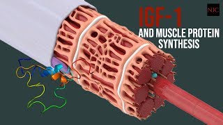 SQ: Insulin-like Growth Factor (IGF) and Muscle Synthesis