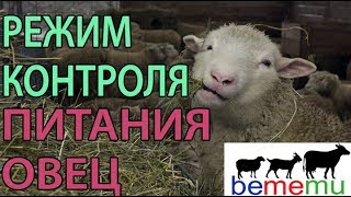 Режим контроля в питании овец. Продажа баранов. БеМеМу.