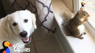 Dogs Love Playing with Squirrel Sibling Rescued From Hurricane | The Dodo Odd Couples