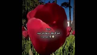 𝘛𝘶𝘭𝘪𝘱 𝘍𝘭𝘰𝘸𝘦𝘳🌷🥺,,     #اكسبلور #kurdishedit #tulip #ytshorts #trendingshorts