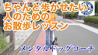 【犬 しつけ】散歩で上手に歩いてもらうためのトレーニング