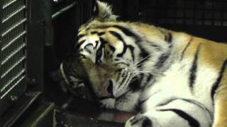 2011年11月20日　円山動物園　アムールトラ　リング