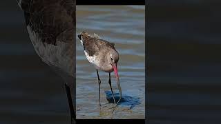 សត្វ​កុកចាប់ចំណីក្នុងភក់ #wildlife