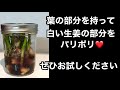 【料理動画】作り置き 葉生姜 おつまみ 主婦料理