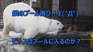 再びプールに鎖が！しろくまピースはプールに入るのか？　とべ動物園にて。